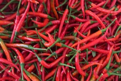 小米椒 1.5/斤 小米椒 量大 电商 工厂  都可以  需要联系